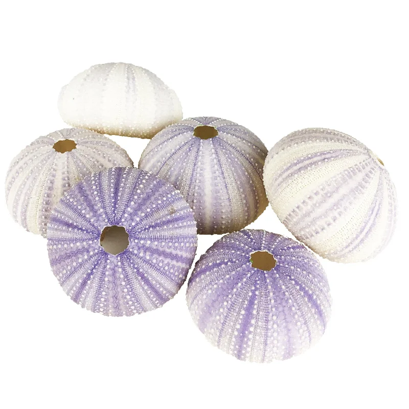 Handmade decorative vases for weddings -Pack of 72 PCS Purple Vase Filler Natural Sea Urchin Shells D-2"-3"